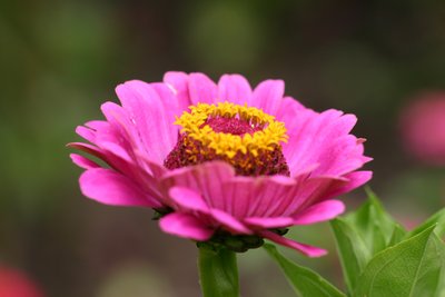 Amapola Papaver de Garsington, 2009 de Sarah OToole